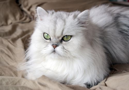 Persian Cat Breed, Geniusvets.