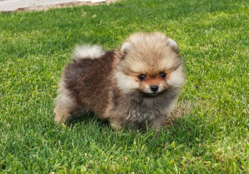 Pomeranian Dog Guide | Complete Breed & Care Information