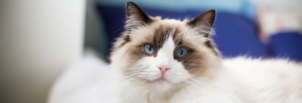 Ragdoll Cat Breed Guide | Traits & Care Information