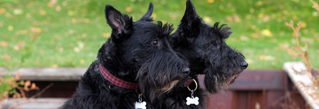 Scottish Terrier, GeniusVets Breeds 1
