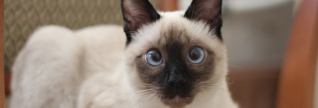 Siamese Cat Breed, GeniusVets
