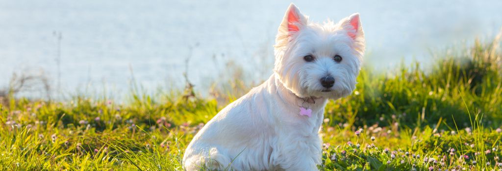 West Highland White Terrier, GeniusVets Breeds 1