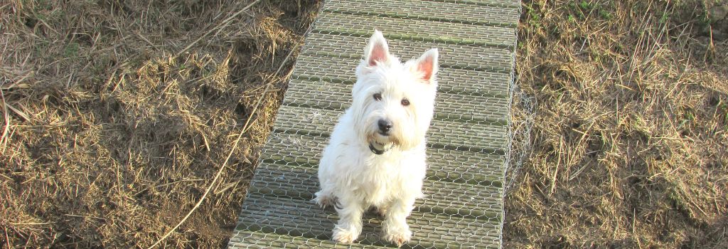 West Highland White Terrier, GeniusVets Breeds 2
