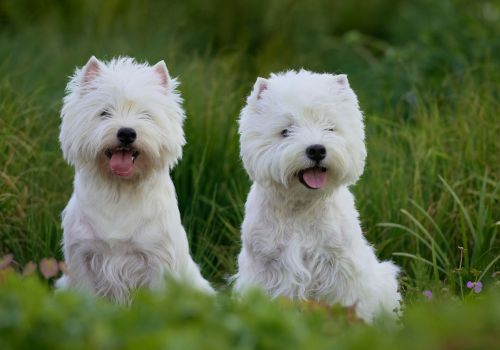 West Highland White Terrier, Geniusvets 4.
