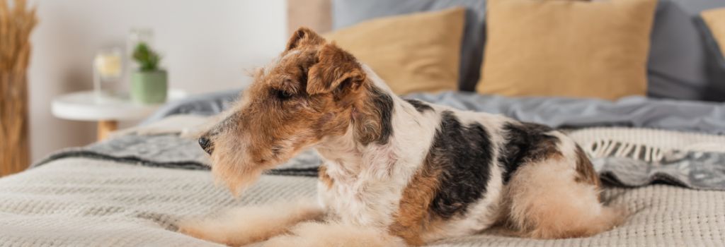 Wirehaired Fox Terrier, GeniusVets Breeds 1