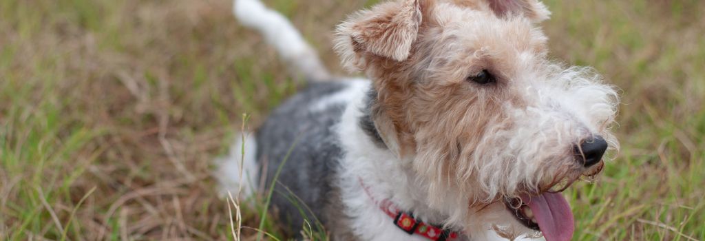 Wirehaired Fox Terrier, GeniusVets Breeds 2