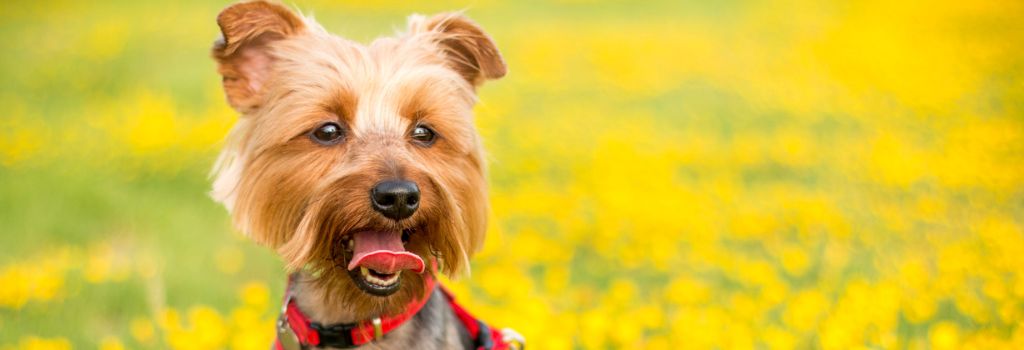 Yorkshire Terrier, GeniusVets Breeds 1