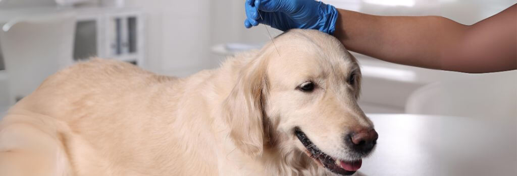 Golden retriever getting acupuncture by veterinarian. 