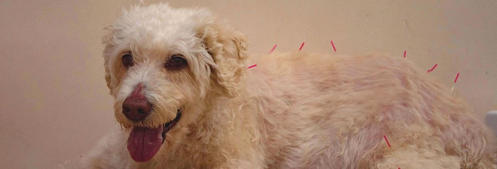 Terrier mix with acupuncture needs along spine for arthritis.