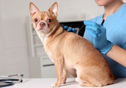 Chihuahua getting acupuncture at vet. 