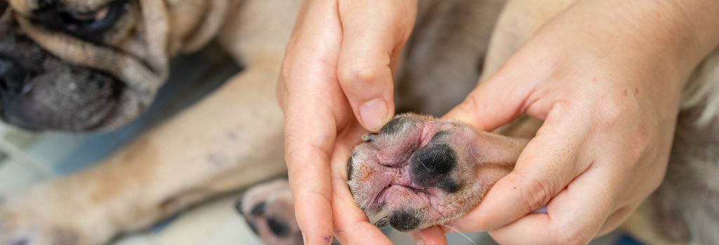 Dog with allergies on feet, close up at veterinary office.