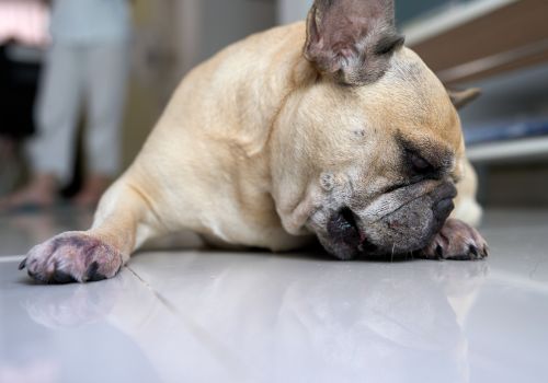 French Bulldog licking at feet with allergies.