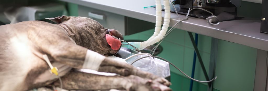 Boxer mix under anesthesia at at animal clinic.