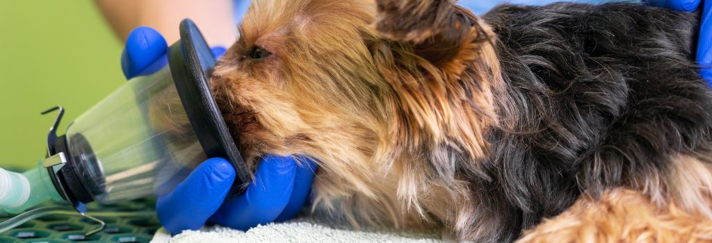 Yorkshire Terrier receiving anesthesia gas.