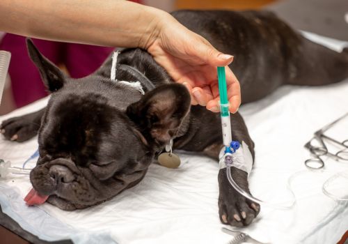 French Bulldog under anesthesia at veterinary hospital.