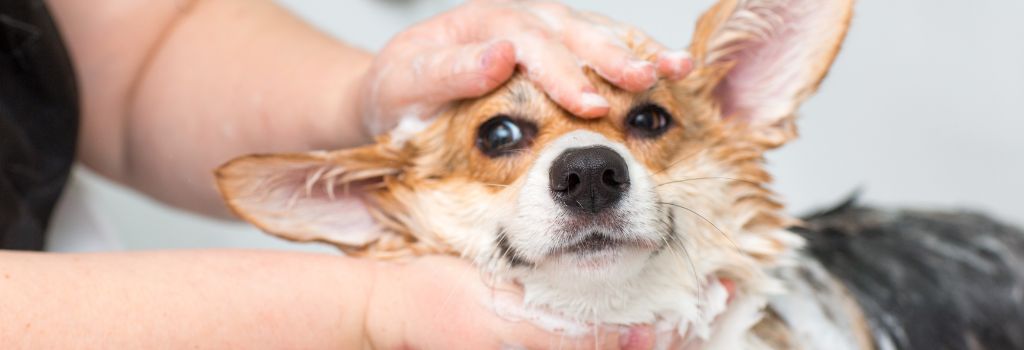 Corgi getting bathed to be cleaned.