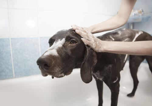 Chocolate pointer getting bath at home in bathtub.