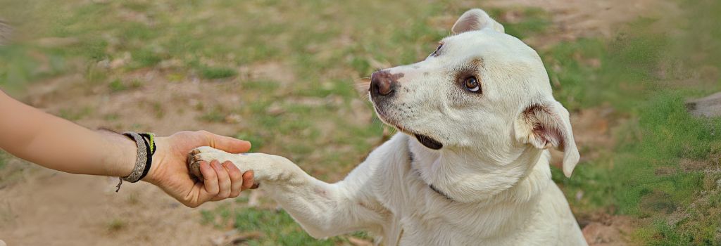 White dog shaking hand with owner.