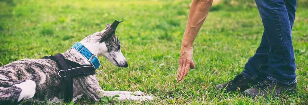 Greyhound training with owner.