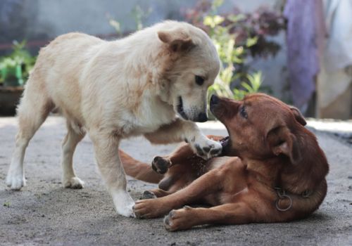 Two dogs playing and meeting eachother behavior.