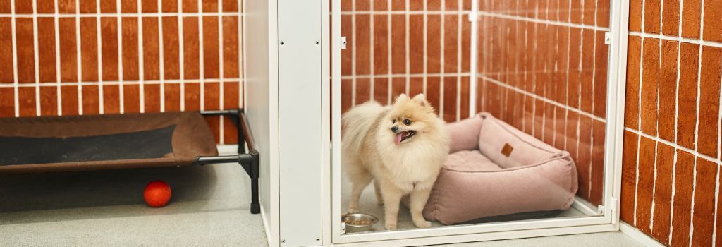 Pomeranian, finish spitz at boarding hotel for pets.