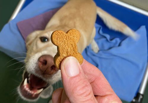 Yellow labrador getting treat while boarding at pet hospital.