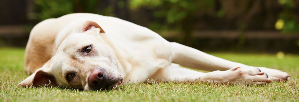 Labrador sleeping on grass.