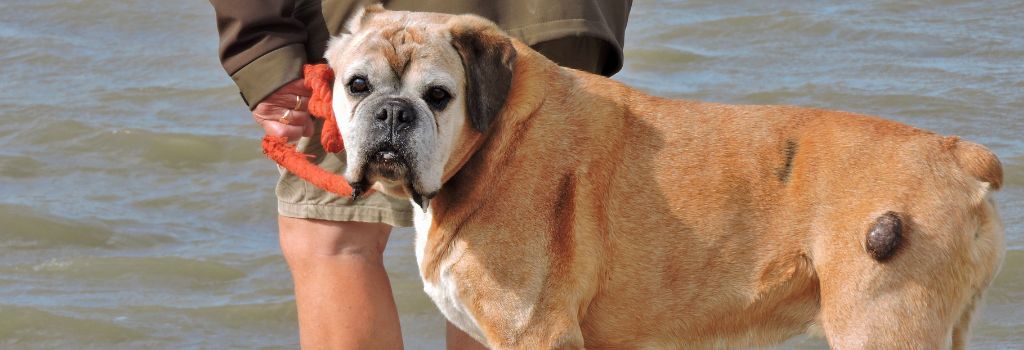 Boxer walking on beach, mast cell tumor on back leg.