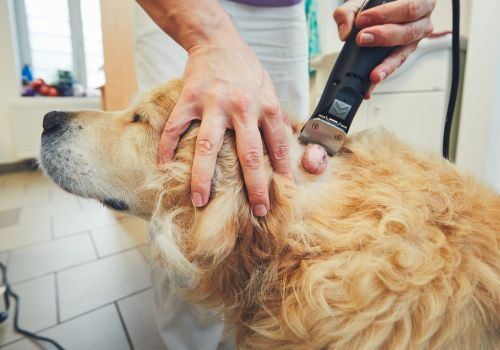 Golden Retriever being shaved for tumor removal.