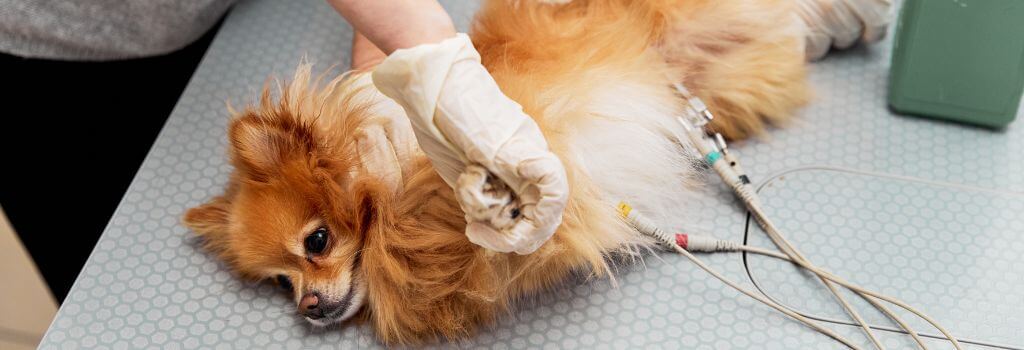 Pomeranian getting EKG for heart failure.