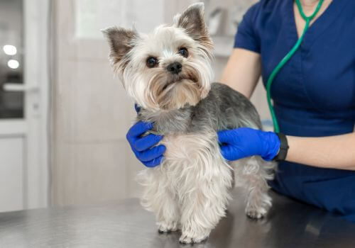 Veterinarian listening to yorkie heart for heart murmur.