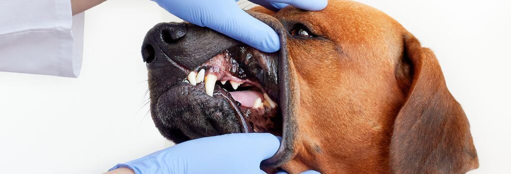 Chocolate lab with veterinarian after dental cleaning.