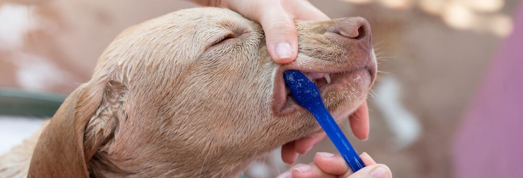 Silver labrador puppy getting teeth brushed.