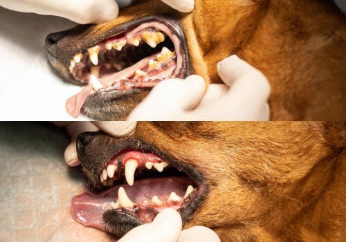 Before and after of dog dental cleaning, german shepherd mouth.