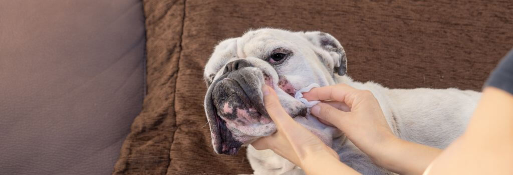 English Bulldog getting wrinkles wiped due to yeast in folds.