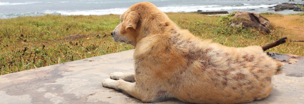 Yellow labrador, shepherd mix with severe skin and dermatology ailments.