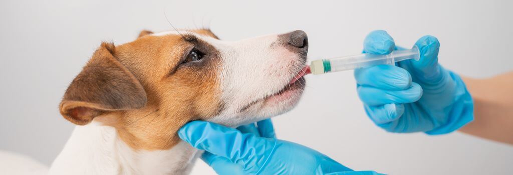 Jack Russell swallowing Strongid from veterinarian.