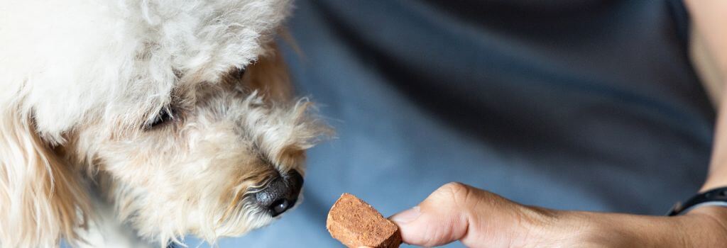 Bichon Frise taking heartworm preventive pill from owner.