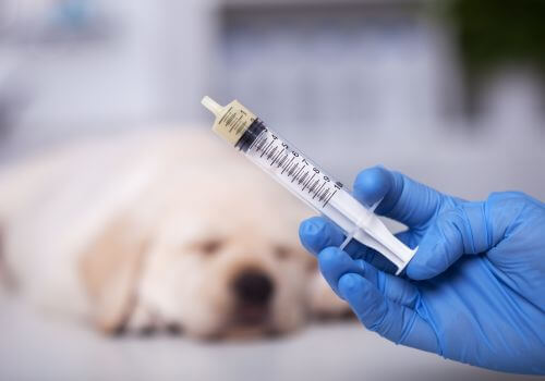 Strongid dewormer in oral syringe for golden retriever puppy.