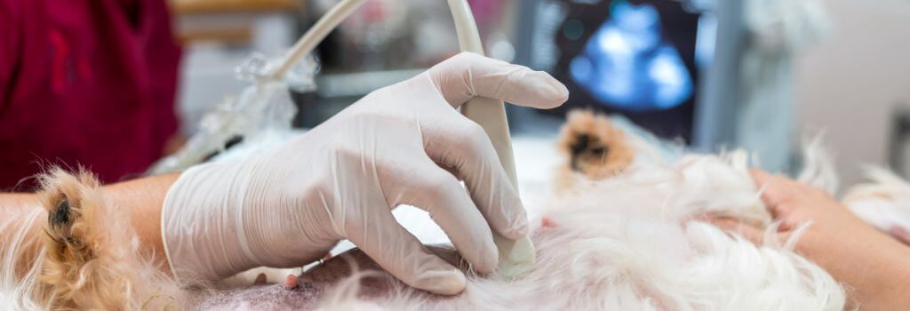 Pomeranian terrier mix getting ultrasound at veterinary clinic.