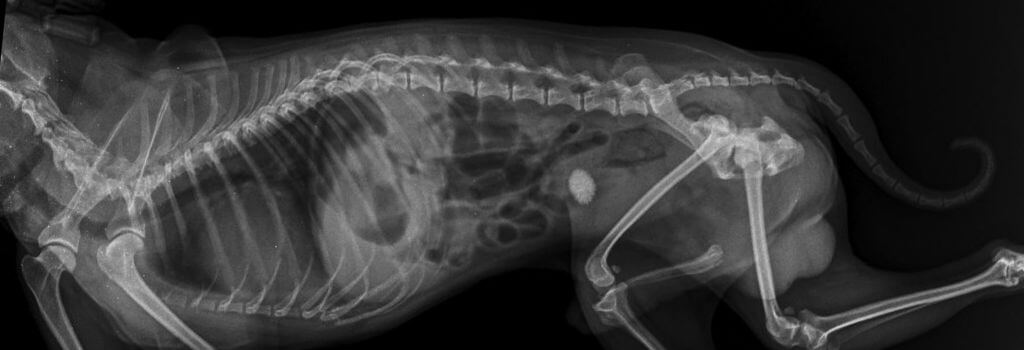 Lateral x-ray of dog with bladder stones.