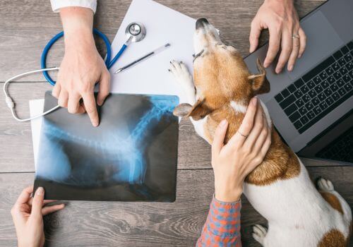 Thoracic spine Jack russel x-ray with veterinarian and pet owner.