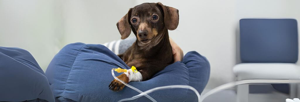 Dachshaund with iv fluid drip.