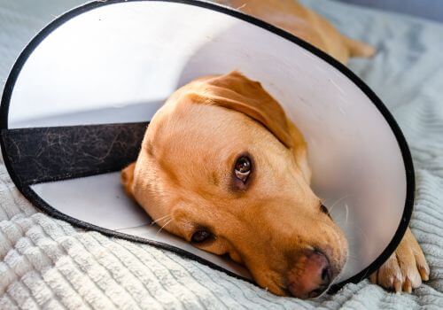 Yellow labrador with e-collar after emergency surgery.