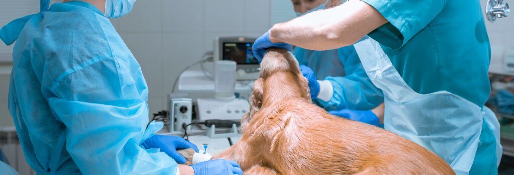 Spaniel mix prepping for endoscopy at veterinary hospital.