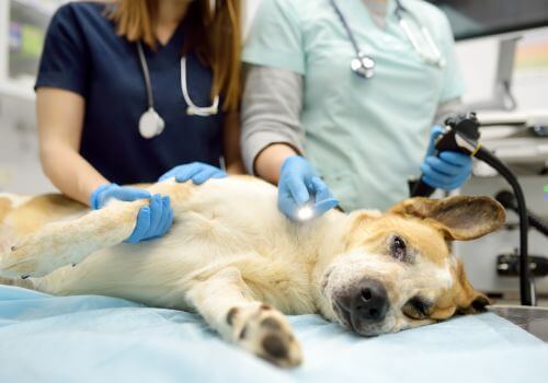 Mixed dog breed prepping for endoscopy at animal clinic.