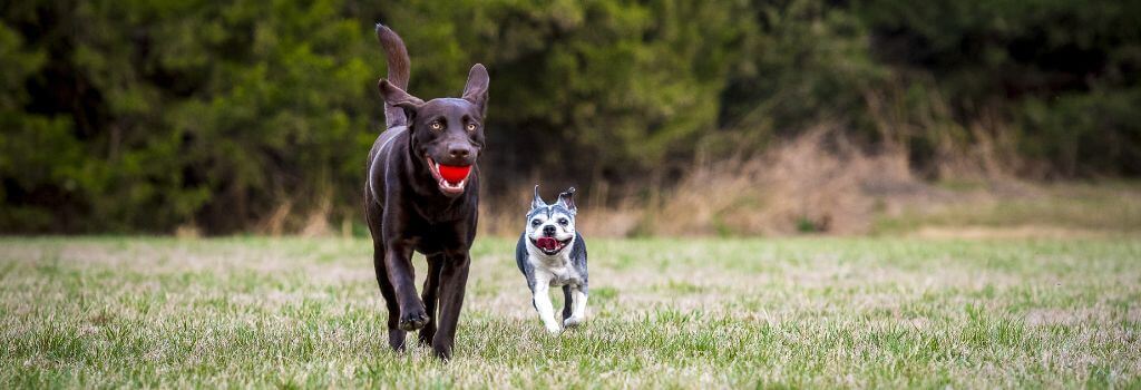 Chocolate lab and chihuahua mix playing fetch.