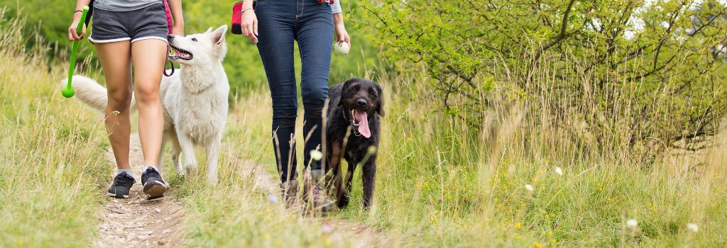 Husky and terrier mix hiking with owners for exercise.