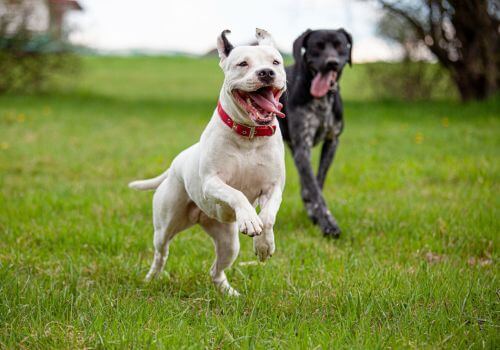 White pitbull mix and pointer running together.