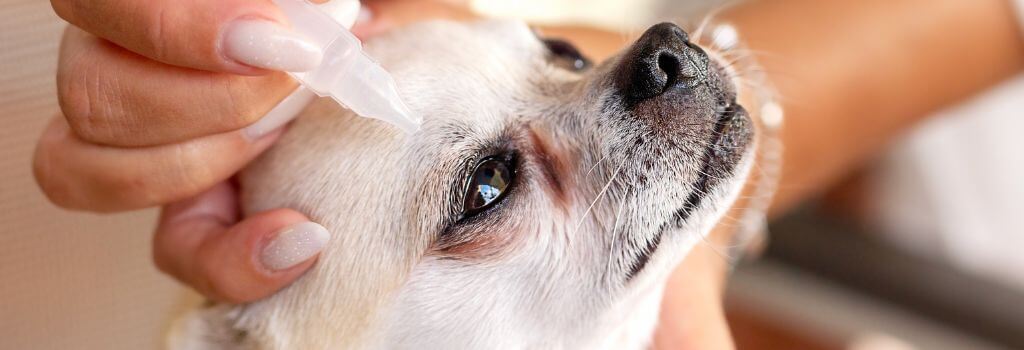 Chihuahua getting eye exam and eye drops at veterinary office.